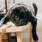 a dog lying on a chair